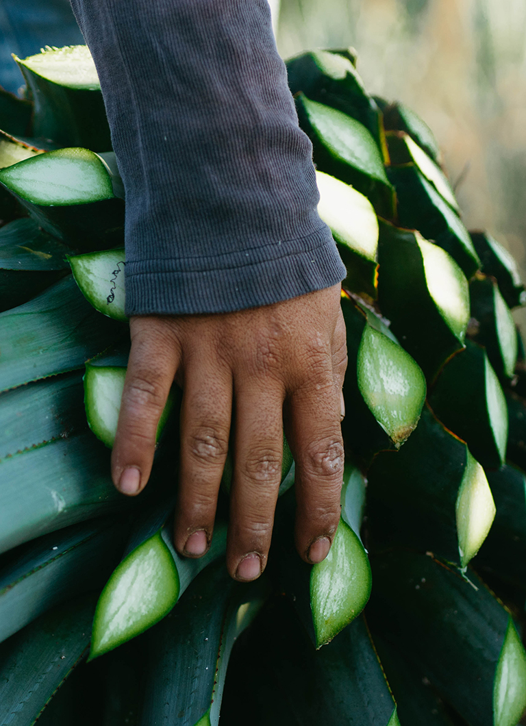Espanita - Jimador harvesting Blue Agave