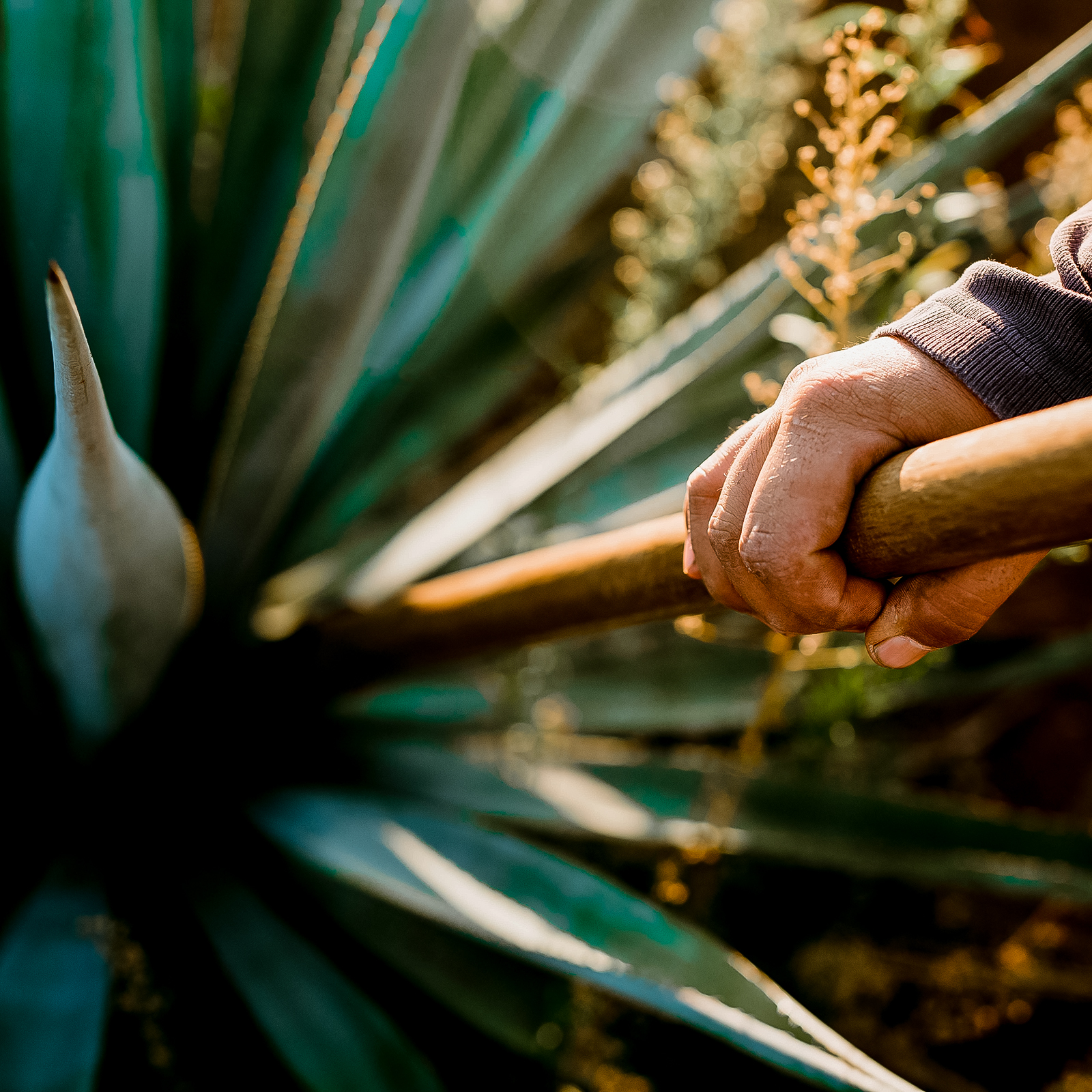 Espanita - Blue Agave Plantation