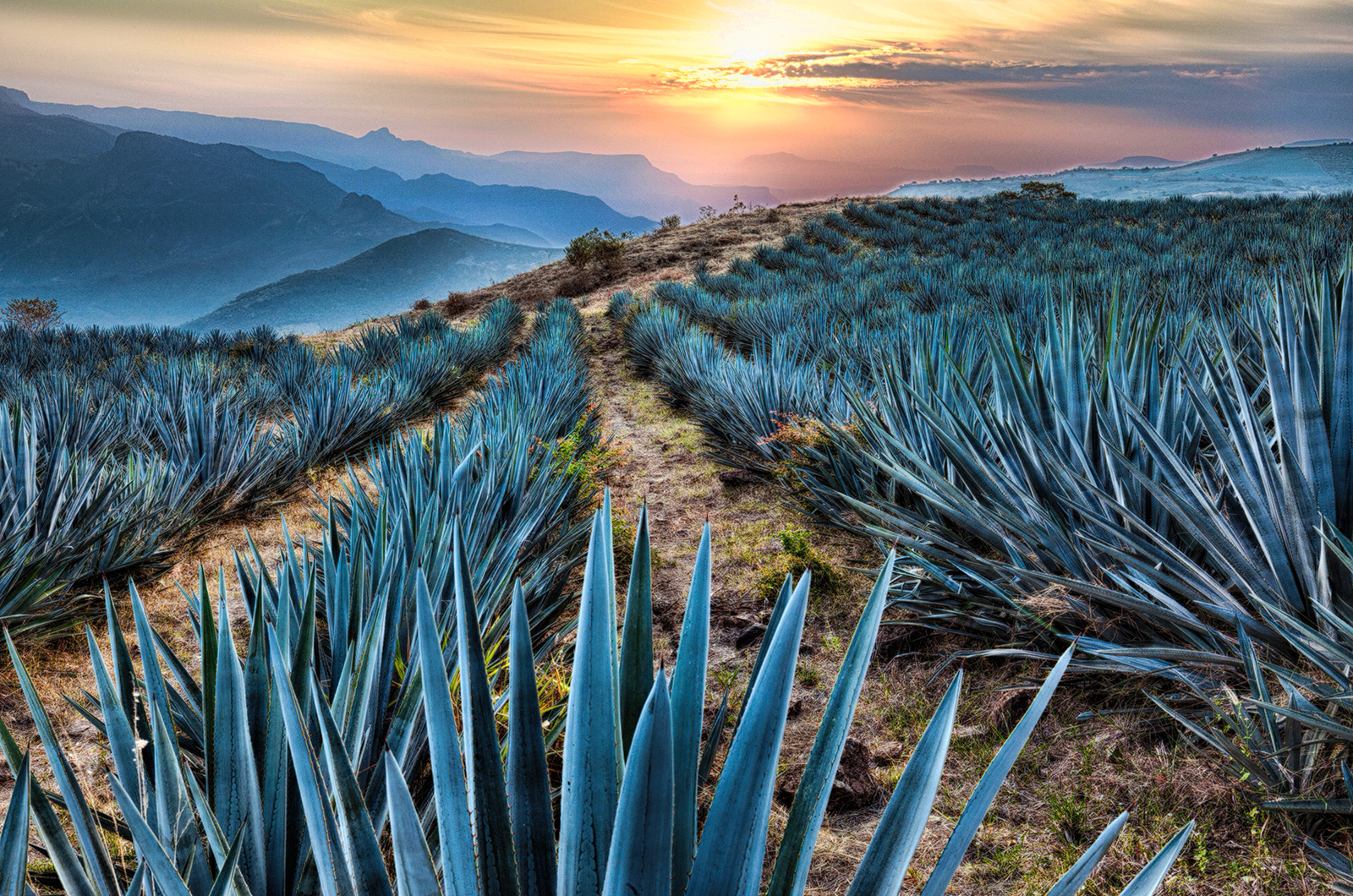 Espanita - oak casks for aging tequila