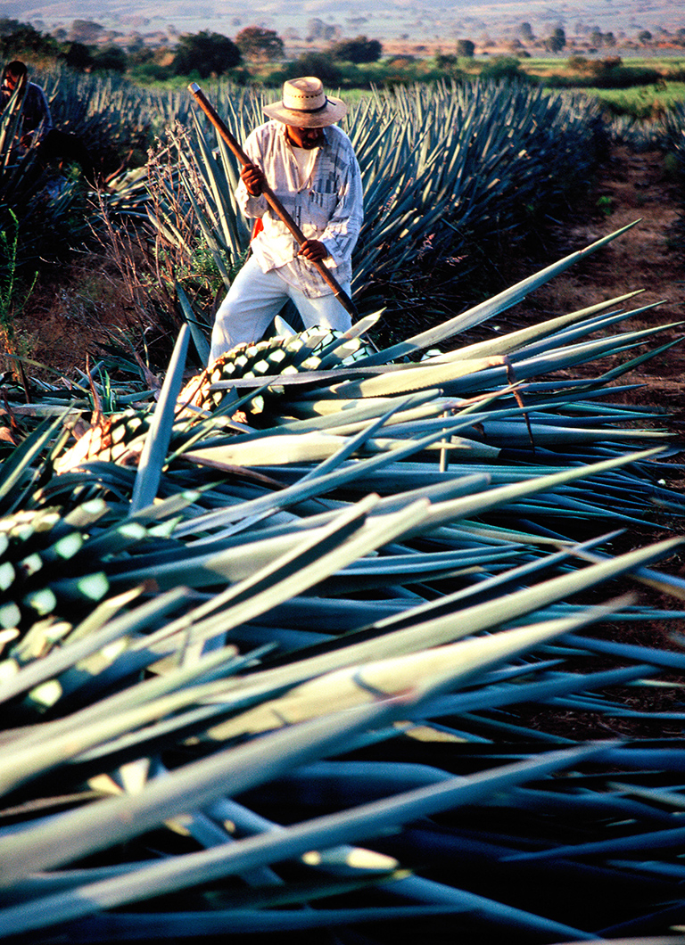 Espanita - Jimador harvesting Blue Agave