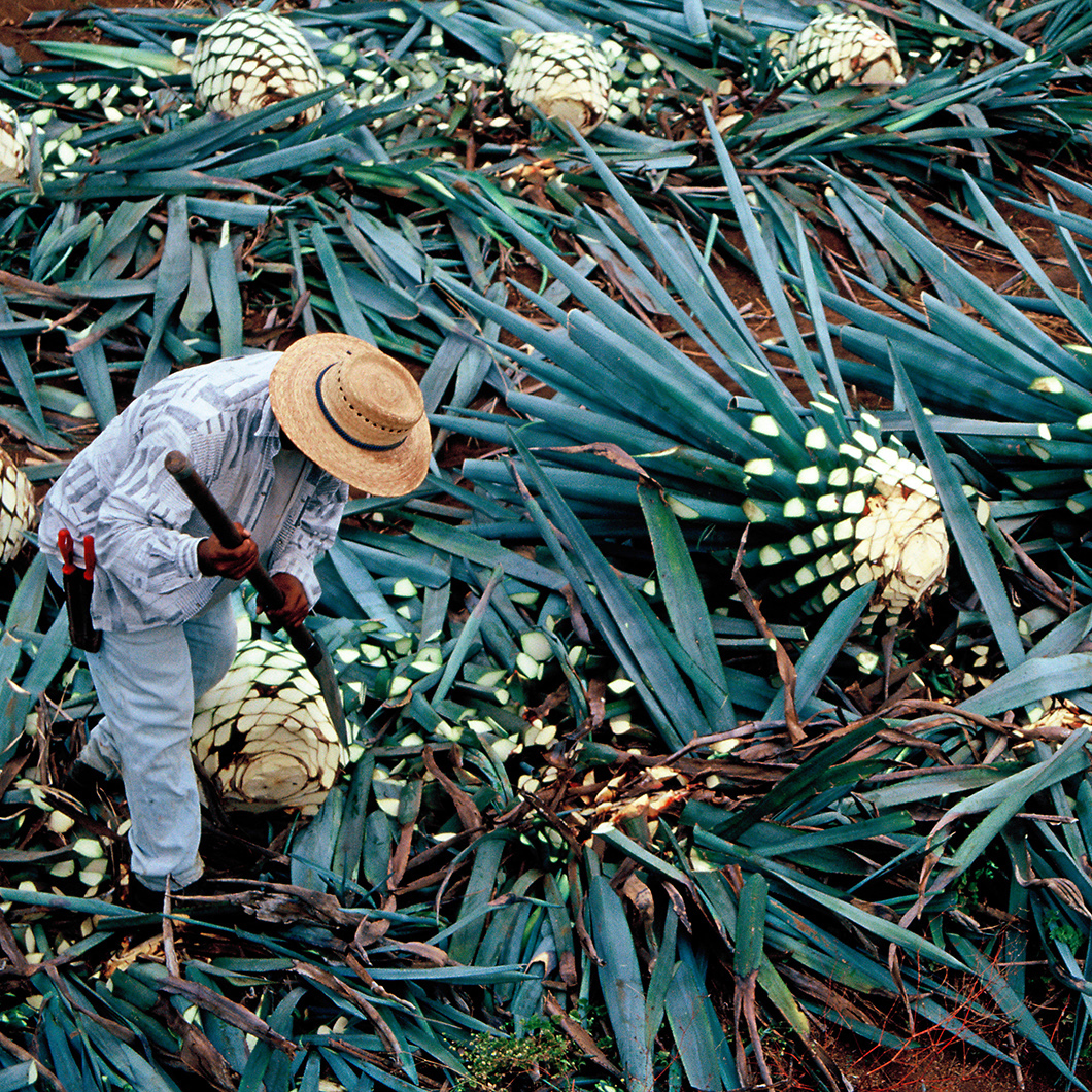 Espanita - Jimador harvesting Blue Agave